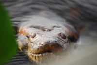 Analizzare dominî culturali con Python