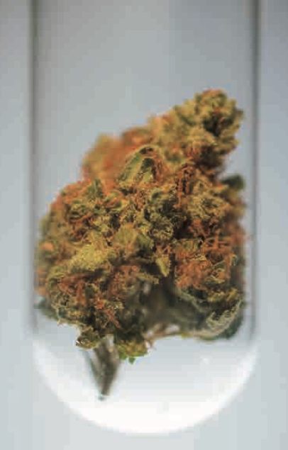Cannabis e creatività - la varietà Bruce Banner, che ha un contenuto di THC del 50%, è molto potente