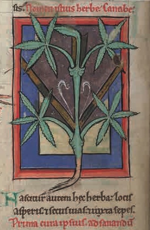 La cannabis sulle pagine di una farmacopea europea del XII secolo