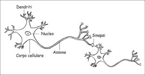 La composizione generale dei neuroni