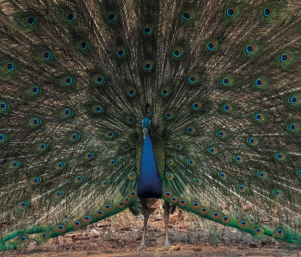 Un capanno per la caccia. Fotografica