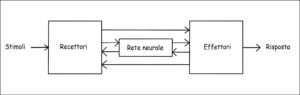 Un modello semplificato di un sistema neurale biologico