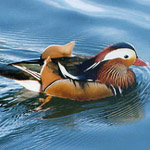 Mandarina Duck toglie il velo al suo blog