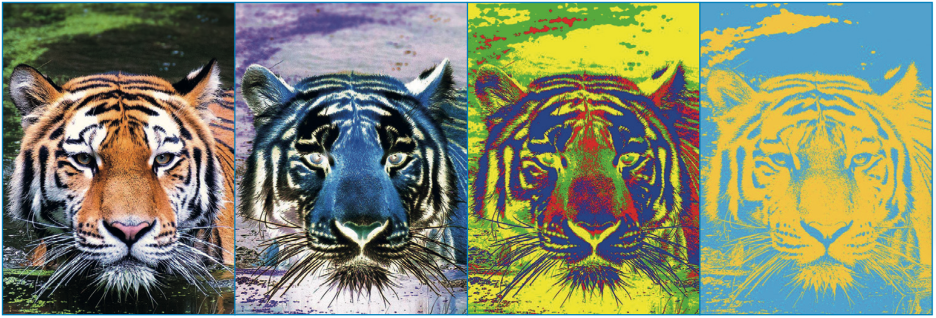 Immagini filtrate di una tigre